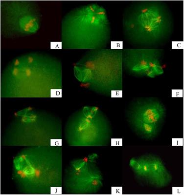 Meiotic Spindle Formation Following Inhibition of First ... Biology Diagrams
